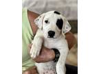 Adopt Sassy a White - with Black Retriever (Unknown Type) / Mixed dog in