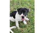 Adopt Shiloh a White - with Black Retriever (Unknown Type) / Mixed dog in