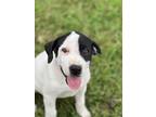 Adopt Stella a White - with Black Retriever (Unknown Type) / Mixed dog in