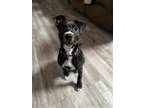Adopt Willa a Black - with White Retriever (Unknown Type) / Mixed dog in