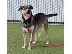Adopt Millhouse a German Shepherd Dog / American Pit Bull Terrier / Mixed dog in