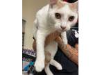 Adopt Sidon a Domestic Shorthair / Mixed (short coat) cat in Corpus Christi