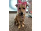 Adopt Sonnet a Dachshund / Mixed Breed (Medium) / Mixed dog in Neosho