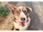 Adopt Legend a Collie / Mixed Breed (Medium) / Mixed dog in Neosho