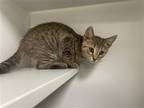 Adopt Yami a Brown Tabby Domestic Shorthair / Mixed (short coat) cat in
