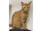 Adopt Internet a Orange or Red Domestic Shorthair / Mixed (short coat) cat in