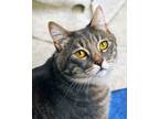 Adopt Manny a Domestic Shorthair / Mixed cat in Novato, CA (38928594)