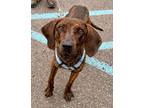 Adopt Roscoe a Brindle Plott Hound / Mixed dog in Gwinn, MI (38998974)
