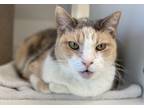 Adopt Sol a Orange or Red Domestic Mediumhair / Domestic Shorthair / Mixed cat