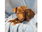Adopt Dixon (6207) a Pit Bull Terrier, Mastiff