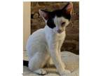 Adopt Pip a Black & White or Tuxedo American Shorthair (short coat) cat in