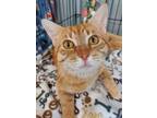 Adopt 6210 (Mr. Sweetface) a Domestic Short Hair