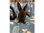 Adopt Batman (bonded To Catwoman) a Californian / Mixed rabbit in Surrey