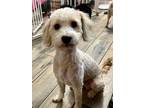 Adopt Bentley-adoption pending a White Poodle (Miniature) / Schnauzer