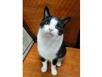 Adopt Roo a Black & White or Tuxedo Domestic Shorthair (short coat) cat in