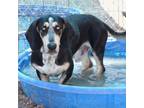 Adopt Winston* a Tricolor (Tan/Brown & Black & White) Basset Hound dog in
