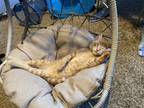 Adopt Beans a Domestic Shorthair (short coat) cat in Denver, CO (39036847)