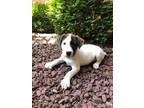 Adopt Salsa a Black - with White Mixed Breed (Medium) dog in Irwin