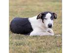 Adopt Purple a White - with Tan, Yellow or Fawn Border Collie / Mixed dog in