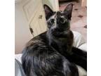 Adopt Callie a Tortoiseshell Domestic Mediumhair / Mixed (medium coat) cat in