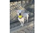 Adopt 53921762 a White American Pit Bull Terrier / Mixed dog in Baton Rouge