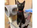 Adopt Sebastin a Domestic Short Hair