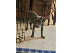 Adopt Mike a Gray/Silver/Salt & Pepper - with White American Staffordshire
