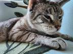 Adopt Freyja a Gray, Blue or Silver Tabby Tabby / Mixed (short coat) cat in