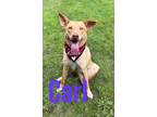 Adopt Carl 30270 a Labrador Retriever, Mixed Breed