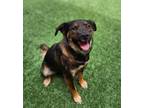 Adopt Butterscotch a Brown/Chocolate Mixed Breed (Large) / Mixed dog in