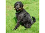 Adopt Connor a Black Scottish Deerhound / Poodle (Standard) / Mixed dog in