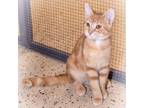 Adopt Spikey a Orange or Red Domestic Shorthair / Mixed cat in Leesburg