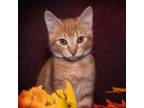 Adopt Rusty a Orange or Red Domestic Shorthair / Mixed cat in Leesburg
