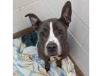 Adopt Ambi a Gray/Silver/Salt & Pepper - with Black Staffordshire Bull Terrier /