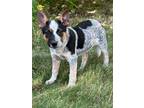 Adopt Lucy a White - with Red, Golden, Orange or Chestnut Australian Cattle Dog