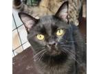 Adopt Castiel a All Black Domestic Shorthair / Mixed cat in Carroll