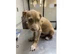 Adopt Blue a Red/Golden/Orange/Chestnut American Pit Bull Terrier / Mixed dog in