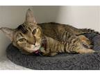 Adopt Big Shot a Brown Tabby Domestic Shorthair / Mixed (short coat) cat in