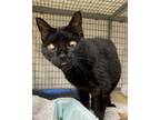 Adopt Molly Sue a All Black Domestic Shorthair / Mixed (short coat) cat in