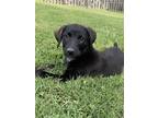 Adopt Jaq a Black - with White Labrador Retriever / Newfoundland / Mixed dog in