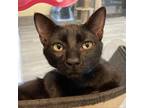 Adopt Fizz a All Black Domestic Shorthair / Mixed cat in Lakeland, FL (39063845)