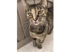 Adopt Cher a Domestic Shorthair / Mixed (short coat) cat in Columbus