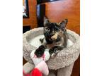 Adopt Lady Park a Tortoiseshell Domestic Shorthair / Mixed (short coat) cat in