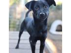 Adopt Kimberly Perry a Black Blue Heeler / Mixed dog in Madison, WI (38944599)