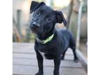 Adopt Band Perry a Black Blue Heeler / Mixed dog in Madison, WI (38944598)