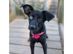 Adopt Mandy Moore a Black Blue Heeler / Mixed dog in Madison, WI (38944597)