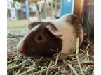 Adopt TONY a Guinea Pig