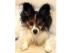 Adopt Mortimer Mouse Special Needs- Adopt Me! a Black Papillon / Mixed dog in