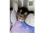 Adopt Polly a Brown or Chocolate Domestic Longhair / Domestic Shorthair / Mixed