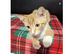 Adopt Bumblebee #high-5-gang a Orange or Red Tabby Domestic Shorthair / Mixed